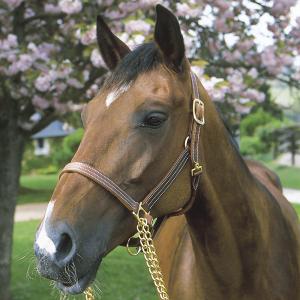 Horse Winner vente de matériel d'équitation - longe chaine cuir walsh