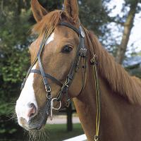 Bride en cuir Horse winner