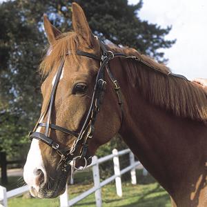 Horse Winner vente de matériel d'équitation - Bride en cuir panurge Horse winner