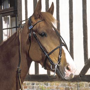 Horse Winner vente de matériel d'équitation - Bride en cuir Walsh