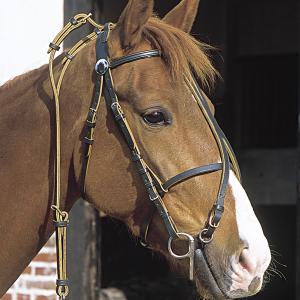 Horse Winner vente de matériel d'équitation - Bride Horse winner